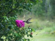 Hummingbird