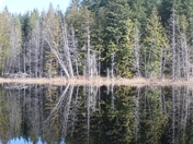 Forest & Pond Embrace