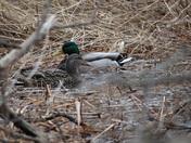 Mallard couple