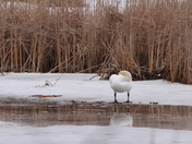 Presqu'ile Provincial Park - Waiting for the thaw