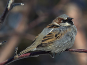 House Sparrow