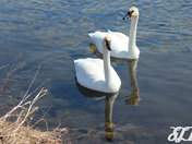 Swans