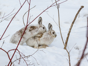 The first spring love. 