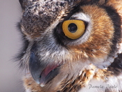 Great Horned Owl - Bird's Eye