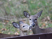 The love of a mother