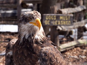 Dogs Must Be Leashed