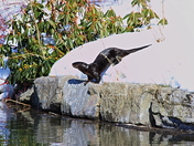 River Otter