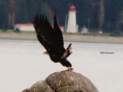 Campbell River Moments