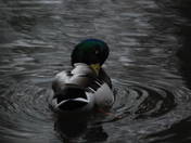 mallard 