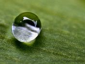 Water Drop on a Tulip Leaf