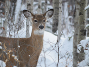 White tailed deer 