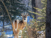 White tailed deer 