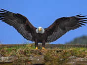 I Love Fish This Much