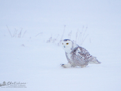 Snowy Owl Walk