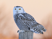 Snowy Owl