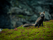 Black Fox
