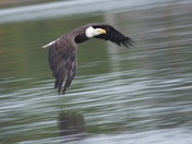 Soaring over the ocean