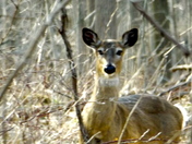 Deer 1