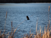Red-winged blackbird