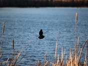 Red-winged blackbird