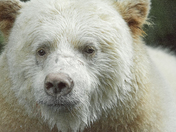 Spirit Bear Portriat