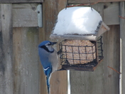 Blue Jay Day