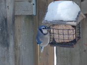 Blue Jay