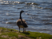 Canada, Goose