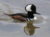 Hooded Merganser