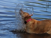 Shastas Huge Heart Shaped In Lakes Water