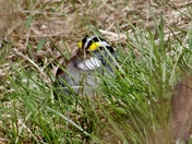 white throated sparrow