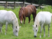 Country Roads & Horses