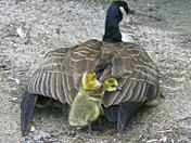 Mother Goose