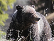 Grinning Grizzly