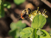 To Bee, or not to Bee.......I Think Not!!!