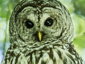 Barred Owl