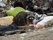 Raccoon