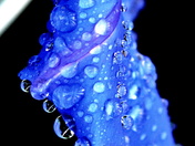 Droplets on Morning Glory