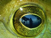 Eye Of The Beholder
