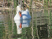 Mute Swan