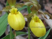 Twin Lady Slippers 