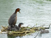 Time to add to the family