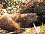 ground hog