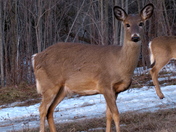 white tailed deer