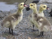World Cup Fever Hits High Pitch! 