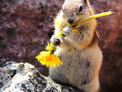 I love my Dandelion!