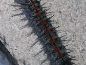 don't step on me please