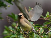cedar waxwings