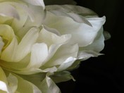 White Peony