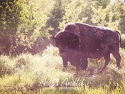 Sun Shower Bison
